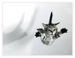 falling kitten